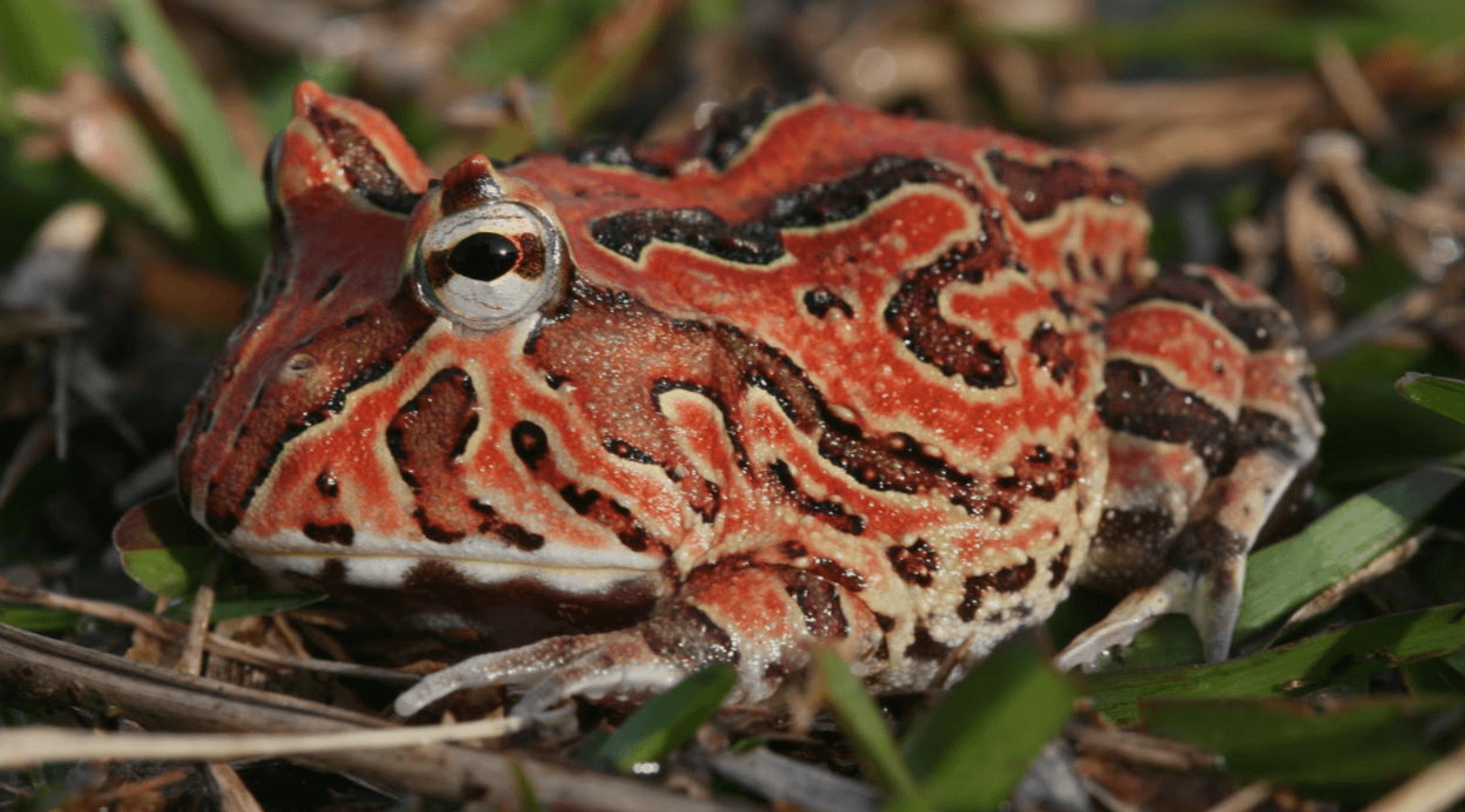 5 апреля в 12:30 "живая" лекция "лягушка пакман: палец в рот не клади!" зоолога анны ремизовой на воробьёвых горах. 5+