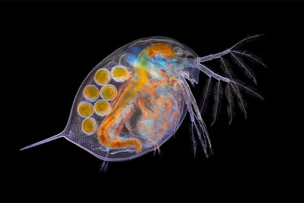 18 апреля в 14:30 "живая" лекция "почему не стоит предлагать дафнии кофе?" с энтомологом фёдором мартыновченко. 8+