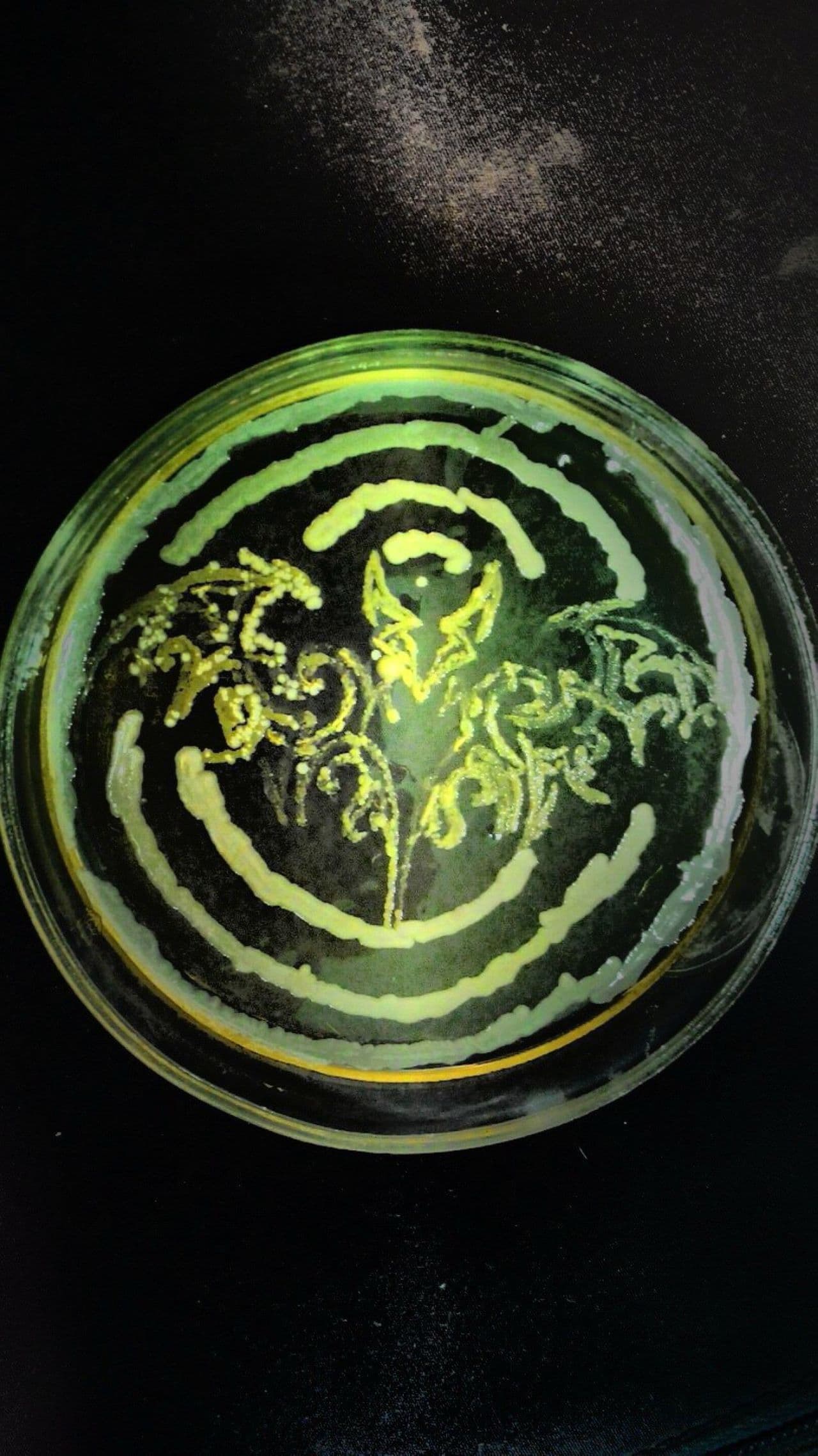 18 апреля в 16:00 картина в чашке петри "микробы в фокусе" - мастер-класс с микробиологом софьей соловьевой. 8+