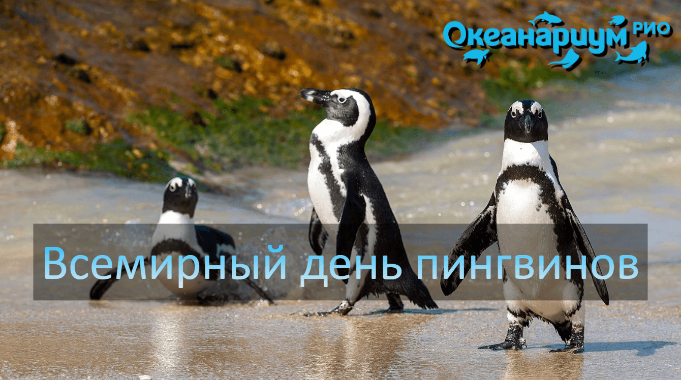 Всемирный день пингвинов