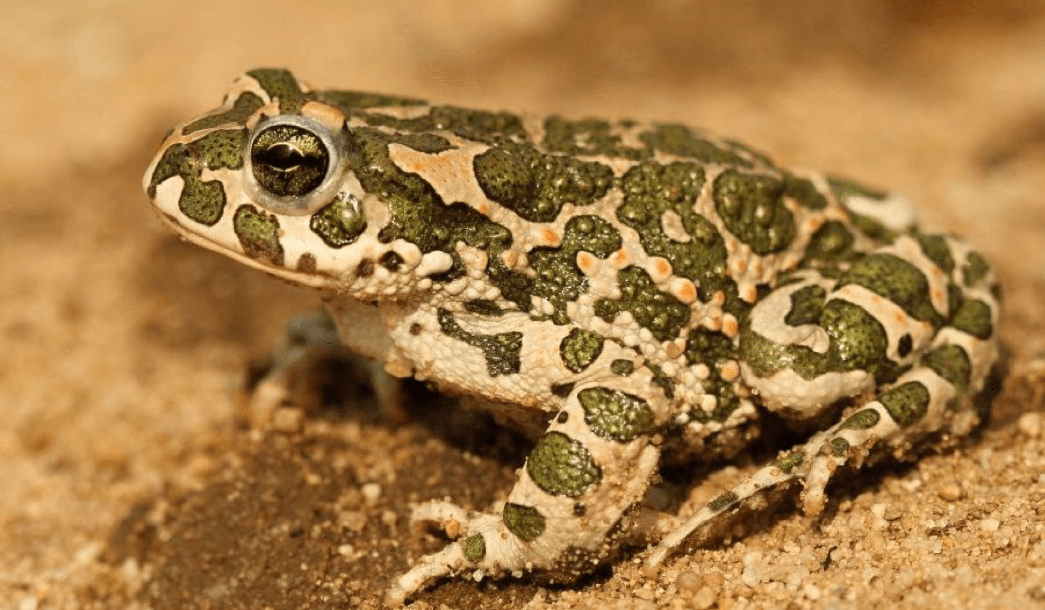 12 апреля в 14:00 "живая" лекция "про амфибий" биолога фёдора мартыновченко в библиотеке им. гайдара на фрунзенской. 5+