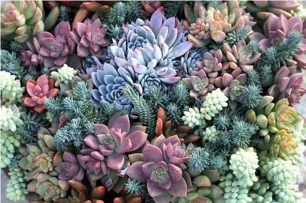 Мастер-класс "создаем флорариум"