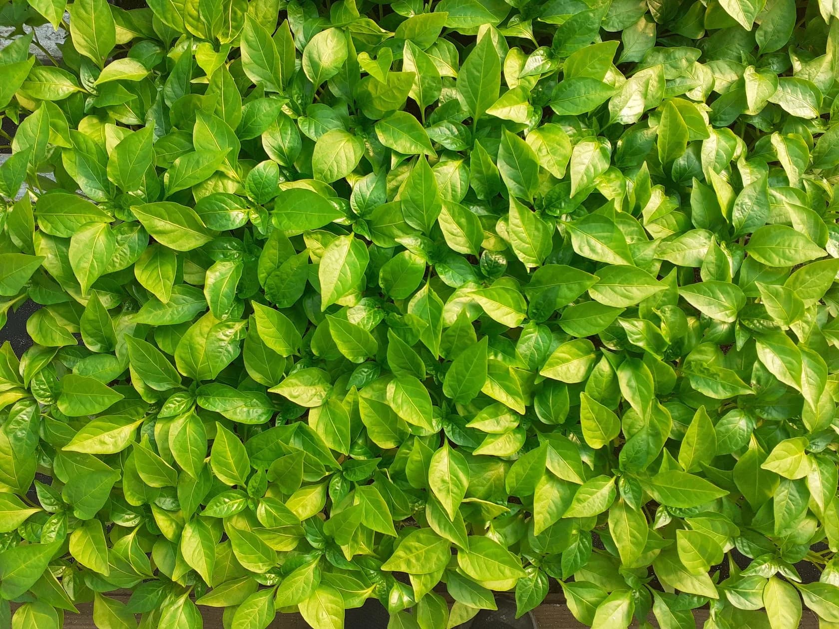 Лекция «английские ибо-стихи и «капитан» американского верлибра у. уитмен»