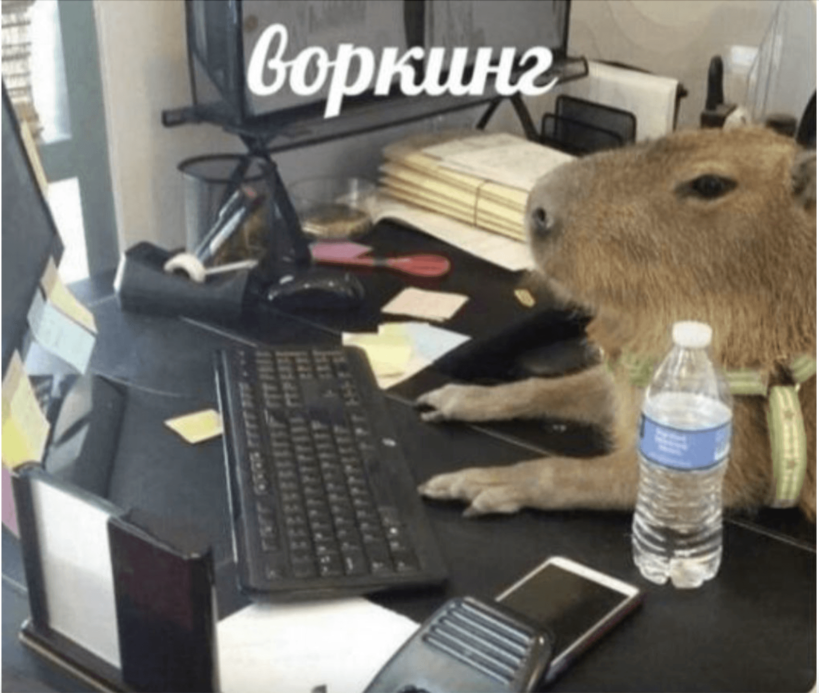 Тест в афишу