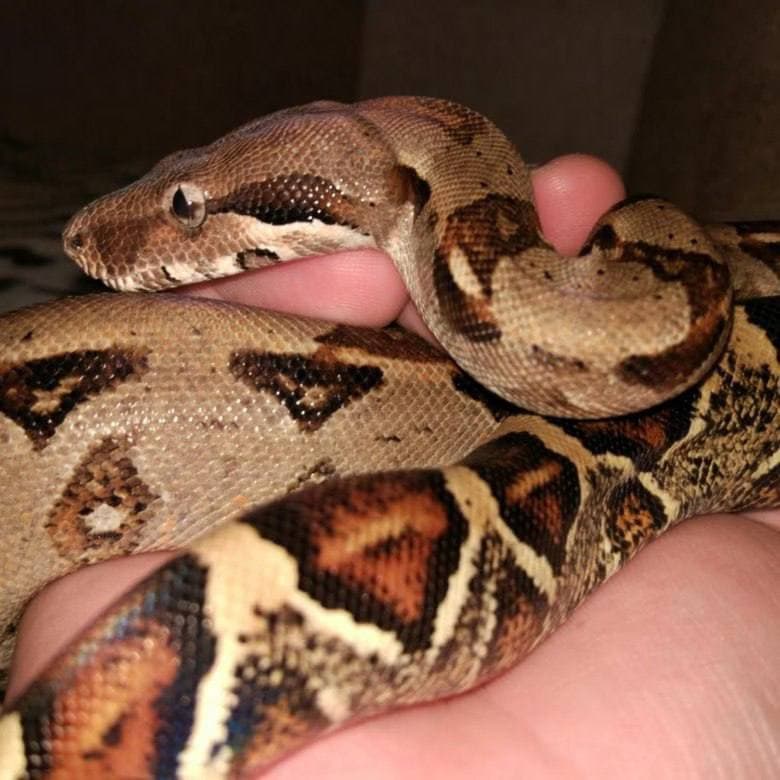 4 апреля в 12:30 "живая" лекция биолога ивана зенина "про удава" в библиотеке им. гайдара на фрунзенской. 5+