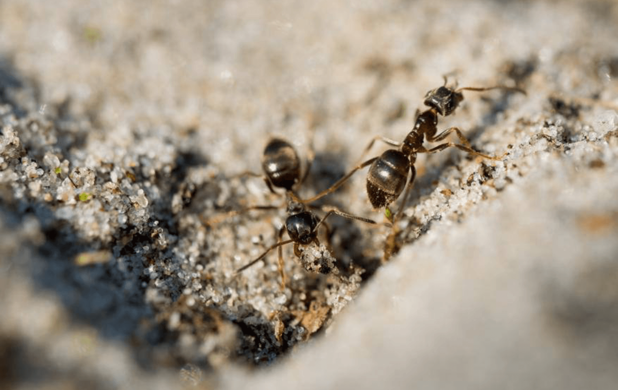 18 апреля в 12:30 "живая" лекция "муравьи - тайная сила природы" биолога ивана зенина в библиотеке им. гайдара на фрунзенской. 5+