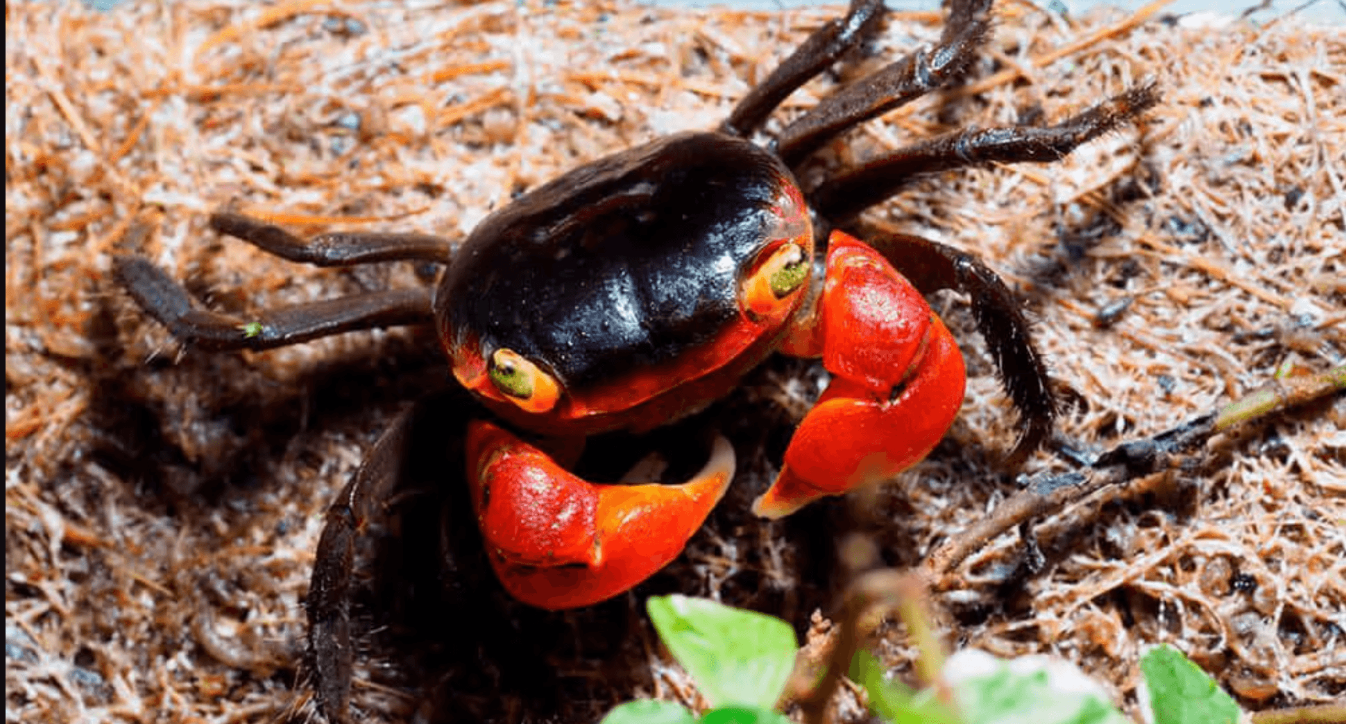 14 апреля в 13:30 "живая" лекция "крабы-яблоки" с мастер-классом по созданию крабятника зоолога анны ремизовой в библиотеке им. гайдара на фрунзенской. 5+